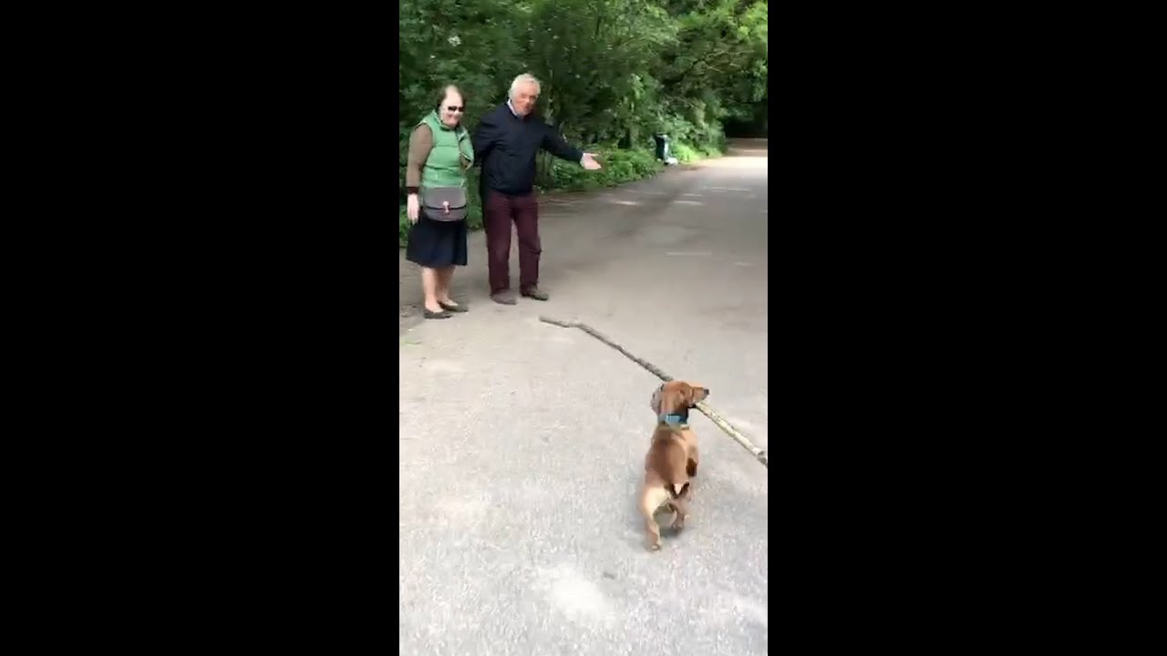 Sausage Dog Carrying a Big Stick in the Park - Funny Dog Videos 🐾