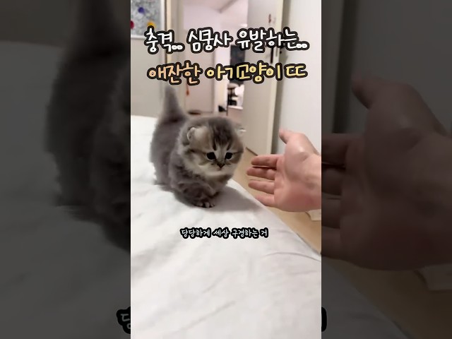 충격… 심쿵사 유발하는 애잔한 아기 고양이 수준 ㄷㄷ