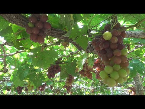 Video Nho Ninh Thuận tăng giá nhưng sản lượng thấp - youtube