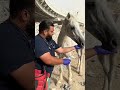 I rescue a horse from trash#animals #wildliferescue #beforeafter #facts #horse #rescue