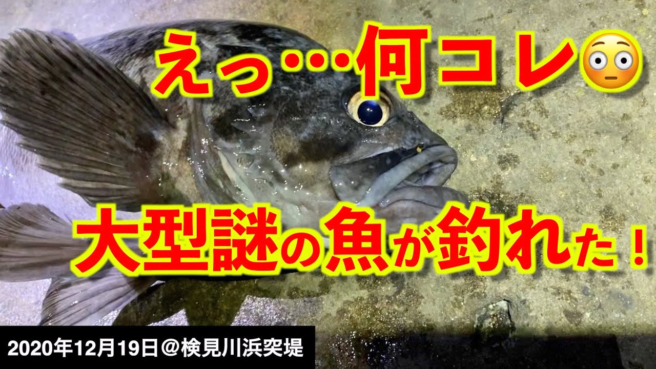 検見川浜突堤で釣り まさかこんな魚が 冬が旬のあの魚が釣れた 冬眠の釣り人に朗報です 年12月19日 Youtube