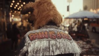 Bubblegum dog - MGMT - TRADUÇÃO PT/BR