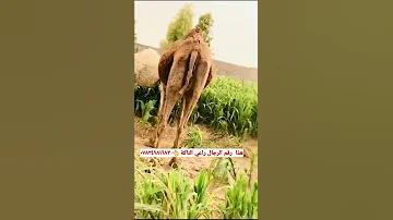 الي شاف الناكة يخابر الرجال مضيعه هذا رقم راعي الناكة ٠٧٨٢٤٩٨١٦٨٣ 