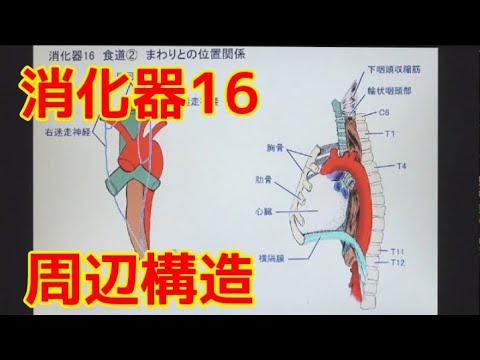 [消化器16] 食道② まわりとの位置関係（関連：反回神経）【※旧版】 - YouTube
