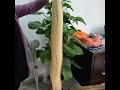 omg looking for blonde 50 inch ? very hot hair in this summer