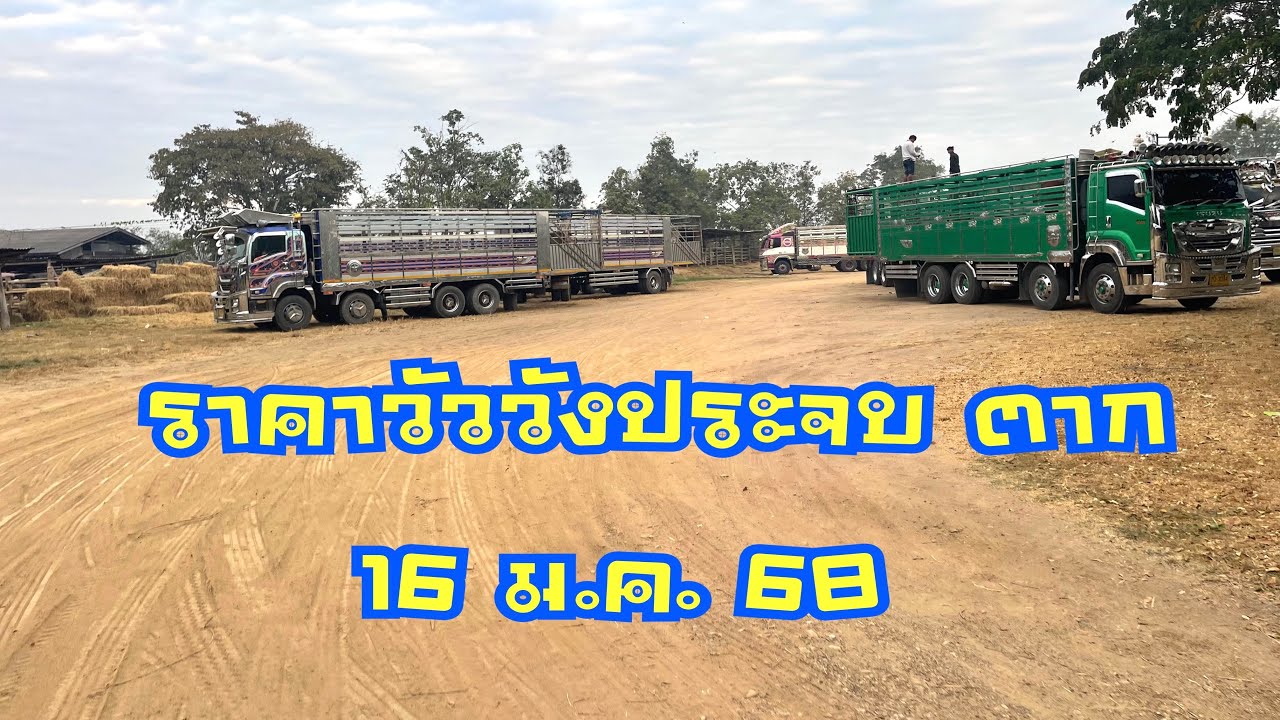 ราคาวัวตลาดนัดโค กระบือวังประจบ ตาก ( 16 มกราคม 2568 )