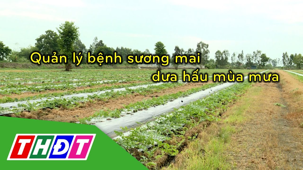Quản lý bệnh sương mai dưa hấu mùa mưa | Syngenta Thông tin nông nghiệp - 23/7/2023 | THDT