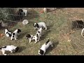 Field Spaniel Puppy Gathering の動画、YouTube動画。