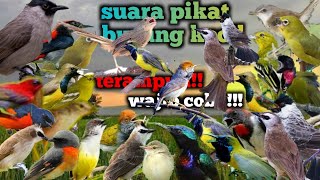 Suara pikat burung kecil 💯ampuh(TERBUKTI)