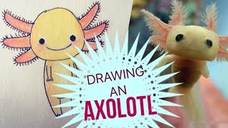 Drawing An Axolotl Youtube