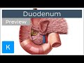 Duodenum function and overview (preview) - Human Anatomy | Kenhub