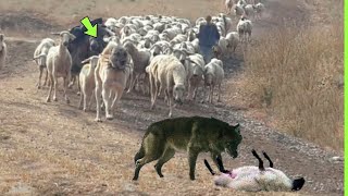 THE KANGAL FOUND THE WOLF ATTACKING THE SHEEP