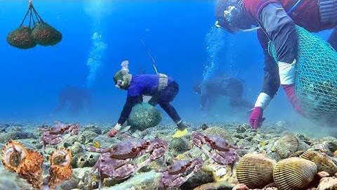 Lặn Biển Bắt Cua Ghẹ và Nhiều Loại Hải Sản Khác Có Giá Trị Cao Ở Độ Sâu 7-8 Mét | Cảnh 86