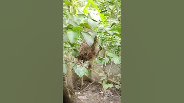 Bird Nest Making Video #birds #nest #honeybird #Smallbird