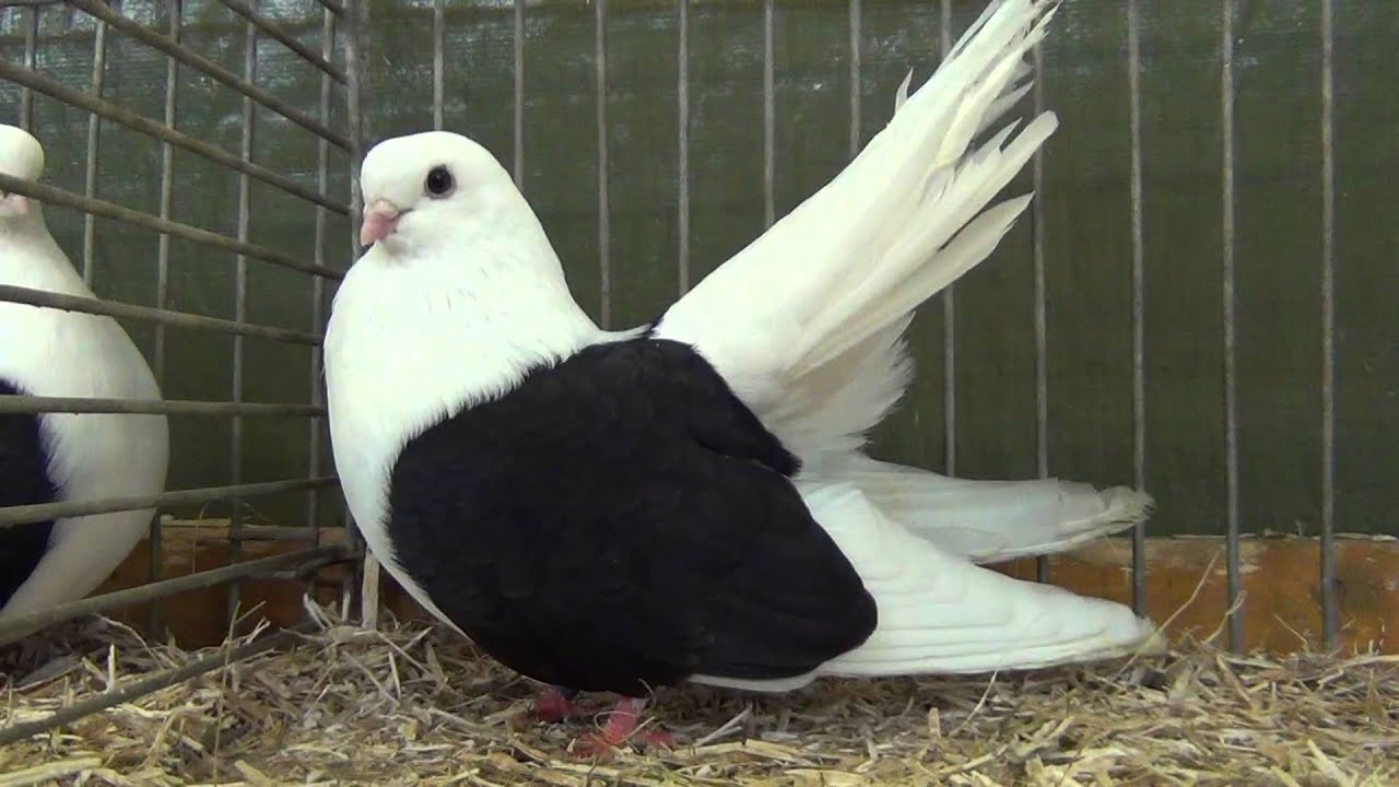 pigeons tumbler YouTube pigeon)  Taganrog  Tumbler (fancy