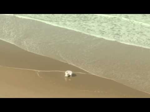 Sébastien Tellier Roche Teaser 