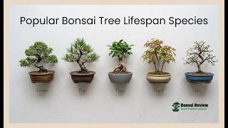 How Old Can a Bonsai Tree Get? Real Lifespan Data From Popular Species