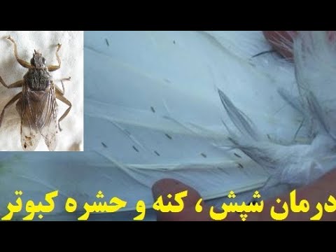 تصویری: ما شپش تمشک را دفع می کنیم