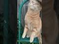 Thomas Being Extremely Majestic Cat Short Thomas Being Extremely Majestic Cat Short