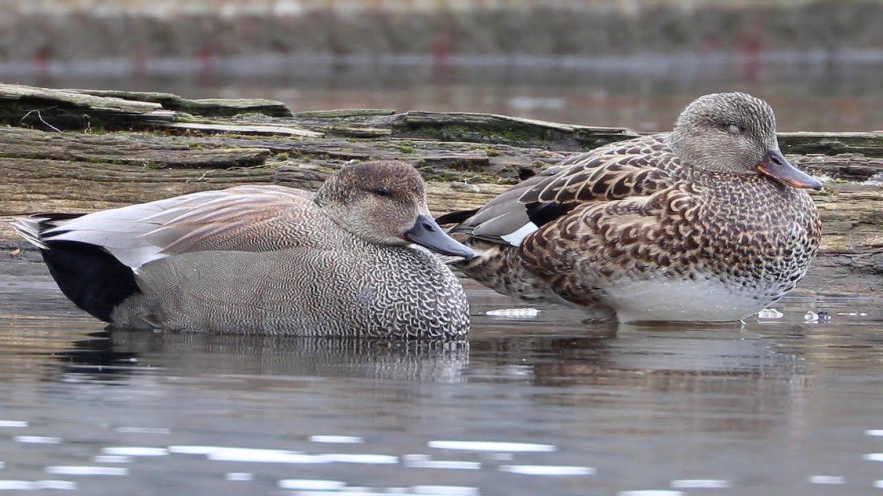 A Pair Of Sleepy Gadwall Ducks YouTube