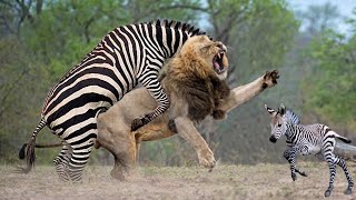 LION VS ZEBRA | Powerful Mother Zebra Come To Rescue Poor Baby Zebra Escapes Lions