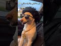 كلاب ويعيبو فيا بتوع امبارح
