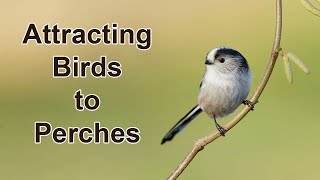 How to Photograph Small Birds - Setting Up Perches for Bird Photography