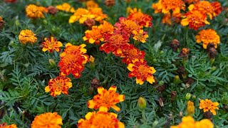 Why Deadhead Marigolds? #gardening #gardendesign #plants #garden