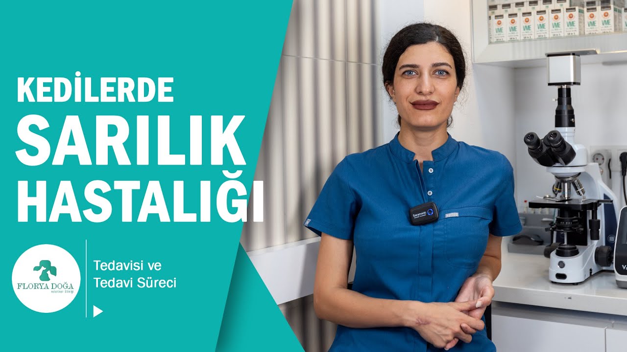 Kedilerde Sarılık - Nedir? Nasıl Oluşur? Nasıl Tedavi Edilir?  (İkterus)