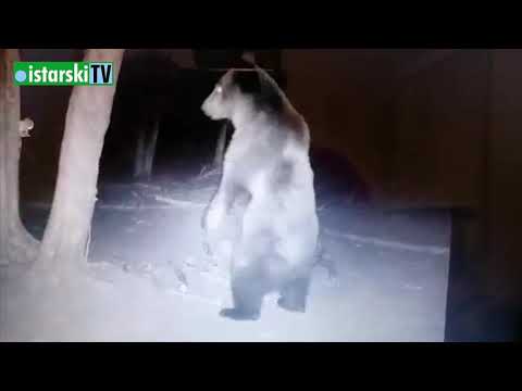 Video: Baribal (crni medvjed): opis, izgled, karakteristike, stanište i zanimljive činjenice