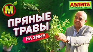 Заготовка пряных трав на зиму. Подготовка растений в огороде к зиме.