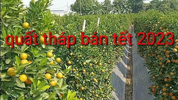 Quất tháp bán quất tết 2023, quất cảnh hưng yên liên hệ nhà vườn để biết giá quất tết 2023