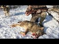 Охота на волка | Выход волка | Лиса из CZ-527 | Wolf hunting 2018 | Часть 1