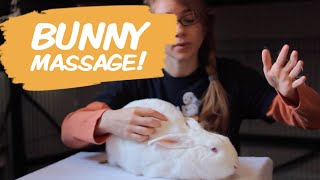 How To Pet a Rabbit