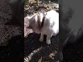 5 октября 2024 г. Пообедал 😅🍀😸🌿😻🥰Repit