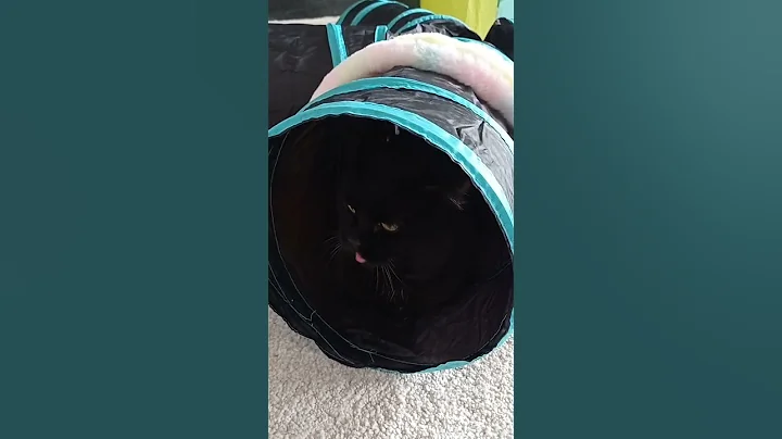 Video 1895901: munchkin black cat cutecats