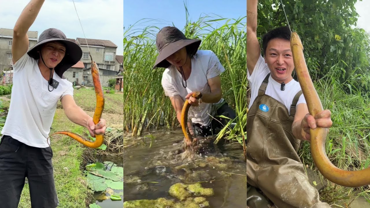 水猴子花200元包塘抓黄鳝，果然如范老板所说都是拳头大的泡泡鳝！