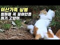 강제로 헤어진 고양이 가족 - 오랜만에 만나 반가워 어쩔 줄 몰라