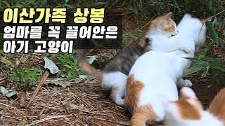 강제로 헤어진 고양이 가족  오랜만에 만나 반가워 어쩔 줄 몰라