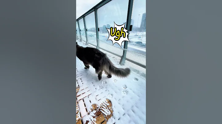 Video 10440001: mainecoons mainecooncat mainecoonkitten, mainecooncat mainecoonkitten big cats, mainecoon cat funnycat, mainecoon catplaying, maine coon cat playing, cat snow