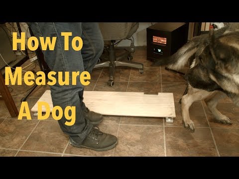Video: How To Measure A Dog