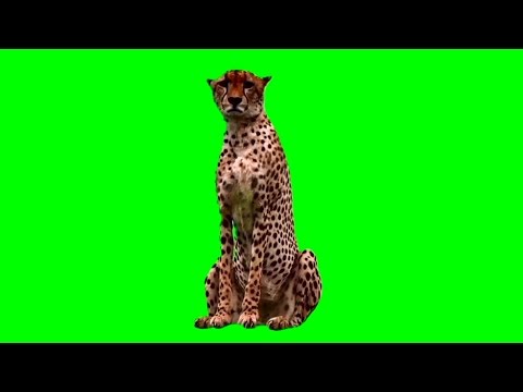 Green Screen Animals - Cheetah Stock Footage Video