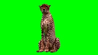 Green Screen Animals - Cheetah Stock Footage Video