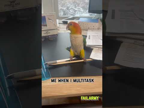 What we have here is an illustration of the ADHD brain #mondaymotivation #adhd #multitasking #birds 1 What we have here is an illustration of the ADHD brain #mondaymotivation #adhd #multitasking #birds