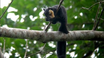 Tiếng Sóc Đá Gọi Bầy 100%. Tiếng Sóc Gọi Bạn Tình Chuẩn. Tóc Chồn Đen Kêu Cứu Chuẩn.