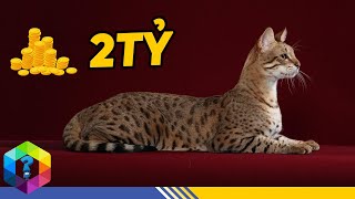 10 Giống Mèo Đắt Đỏ Bậc Nhất Hành Tinh  Giá Bằng Cả Căn Penthouse Sang Chảnh [Top 1 Khám Phá]