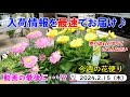 今週の花便り #71【2024.2.15】ご紹介したお花の売り切れが早くてごめんなさい・・・　動画の最後に!?【入荷情報を最速でお届け!!】