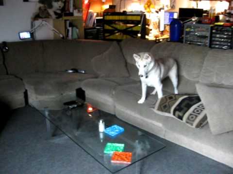 Neighbor S Husky Runs Around My Apartment You Neighbor S Husky Runs Around My Apartment