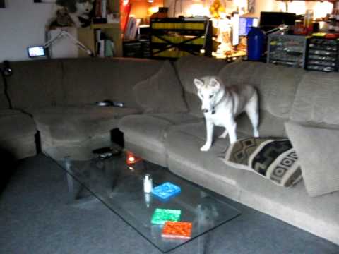 husky in apartment