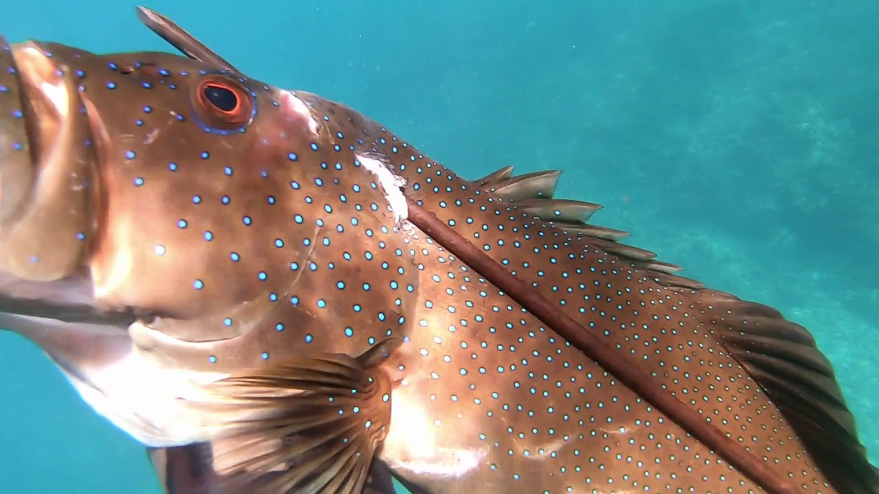 SPEARFISHING CORAL TROUT QLD 2020 YouTube